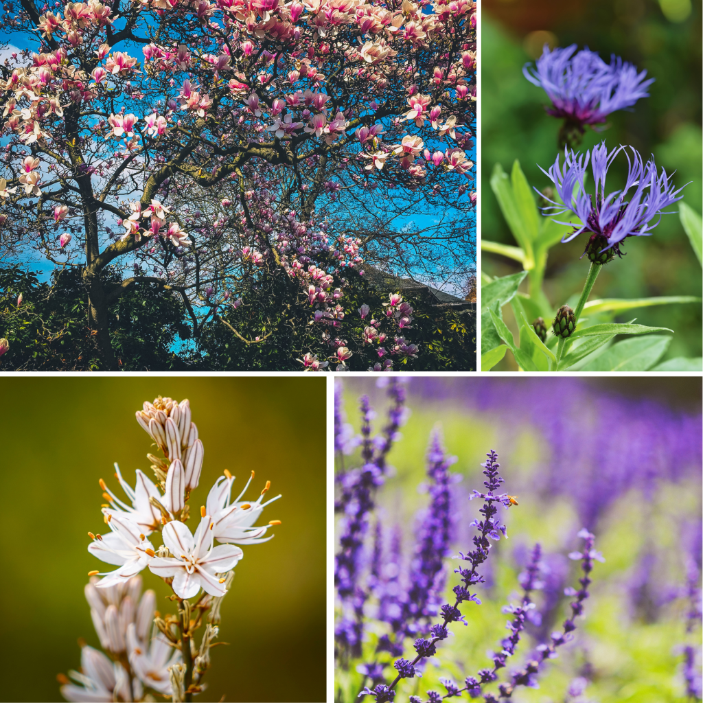 Flower Landscape